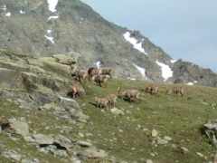 Steinböcke unterhalb des Col de Chavière