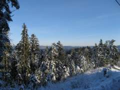 Blick über Schwarzwald