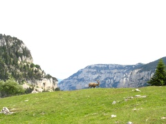 Steinbock vor dem Circuits d' Archiane