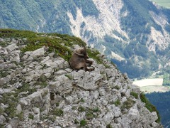 Steinbock am Rand des Montange du Glandasse