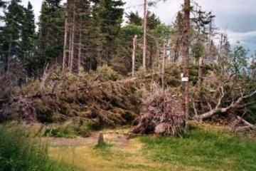 Sturmschäden auf dem Petit Brézouard