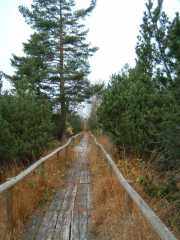 Ein Steg führt durch den Wildsee
