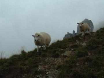 Schafe am Col de Bise